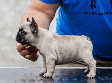 francuski buldog 01.jpg
